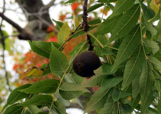 1595234095520940.jpg 320100004afe0b315e97.jpg