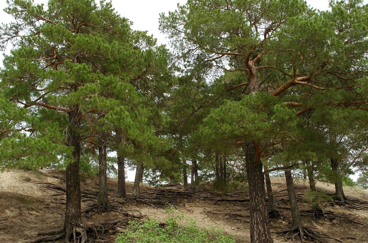 1595648716501475.jpg 1595648716501475.jpg