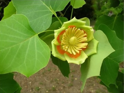 1595655836760997.jpg webp.webp.jpg